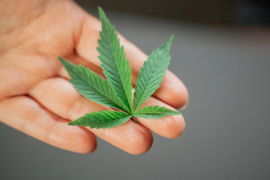 Blogbeitrag: Cannabis-Legalisierung 2024: Neue THC-Grenzwerte & Anbau-Vereinigungen