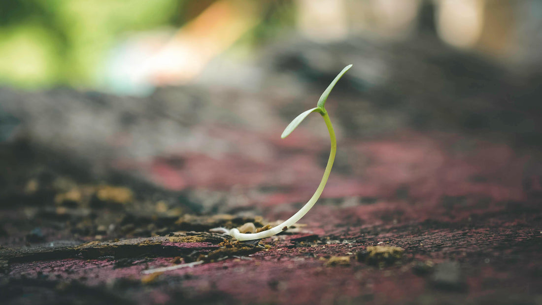 Hanfsamen keimen lassen | Seed Farm