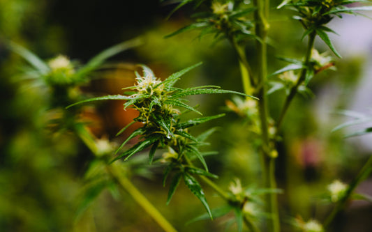 Nahaufnahme von Cannabis-Pflanzen in der freien Natur