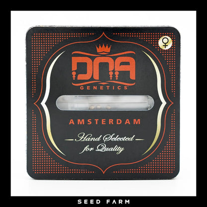 DNA Genetics - 24K GOLD - Feminsiert