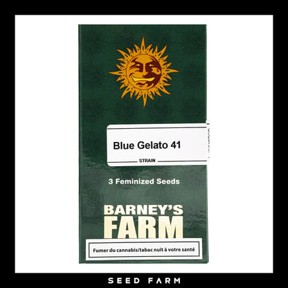Barneys Farm Blue Gelato 41 feminisierte Cannabis Samen, 3 Stück, Vorderansicht