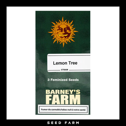 Barneys Farm Lemon Tree feminisierte Cannabis Samen, 3 Stück, Vorderansicht
