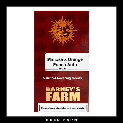Barneys Farm Mimosa x Orange Punch Automatic Cannabis Samen, 5 Stück, Vorderansicht