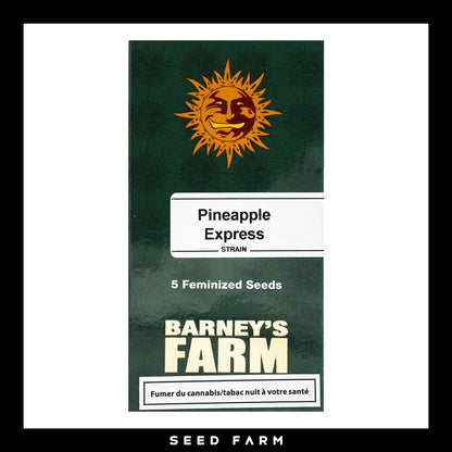 Barneys Farm Pineapple Express feminisierte Cannabis Samen, 5 Stück, Vorderansicht