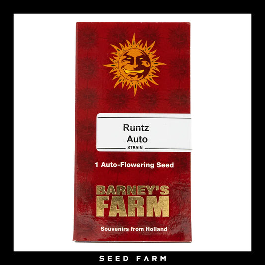 Barneys Farm, Runtz, automatische Cannabis Samen, Vorderansicht