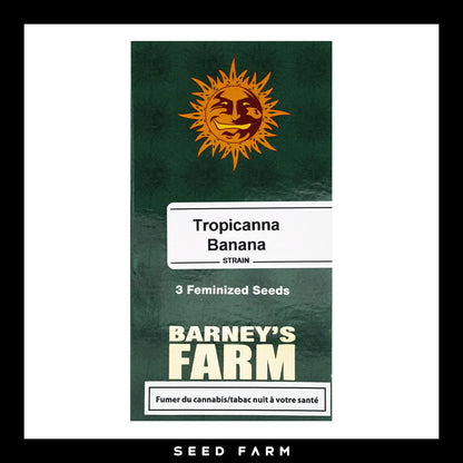 Barneys Farm Tropicanna Banana feminisierte Cannabis Samen, 3 Stück, Vorderansicht