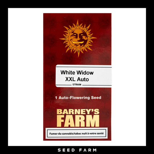 Barneys Farm, White Widow XXL, automatische Cannabis Samen, Vorderansicht