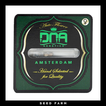 DNA Genetics Strawberry Banana, automatic Cannabis Samen, Vorderansicht