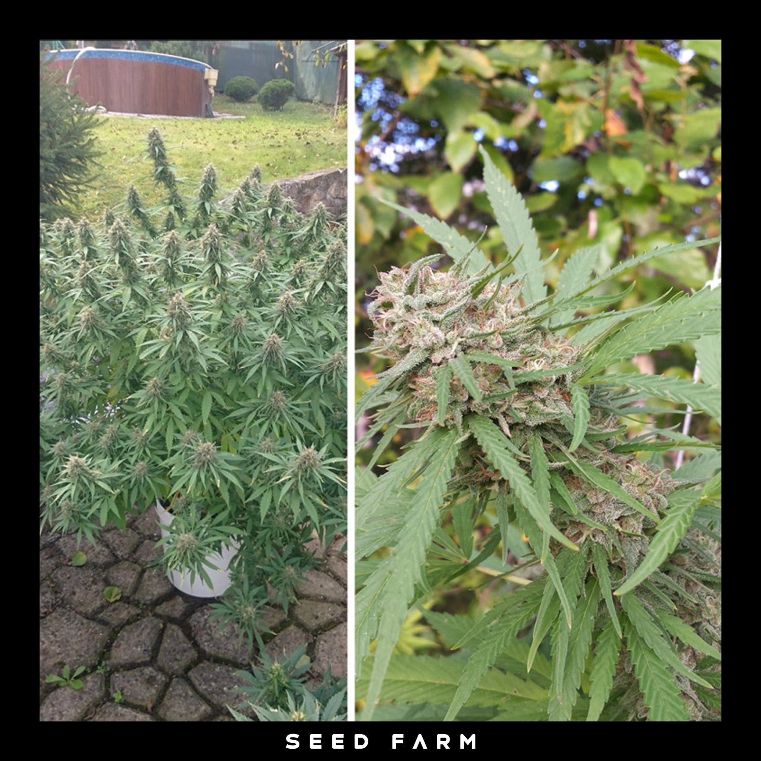 Dutch Passion, Orange Bud, feminisierte Cannabis Samen, Blüte