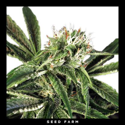 Exotic Seed Amnesia Nr. 7, feminisierte Cannabis Samen, Blüte