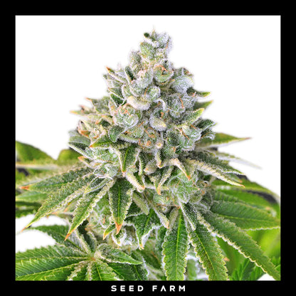 Exotic Seed Arctic Flurry, feminisierte Cannabis Samen, Blüte