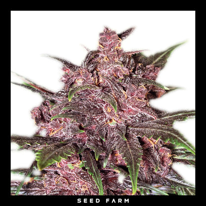 Exotic Seed Black Haze,automatic Cannabis Samen, Blüte