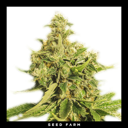 Exotic Seed Exotic Pure CBG, feminisierte Cannabis Samen, Blüte