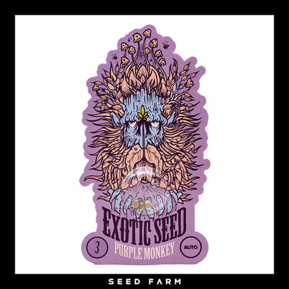 Exotic Seed Purple Monkey, automatic Cannabis Samen, 3 Stück, Vorderansicht