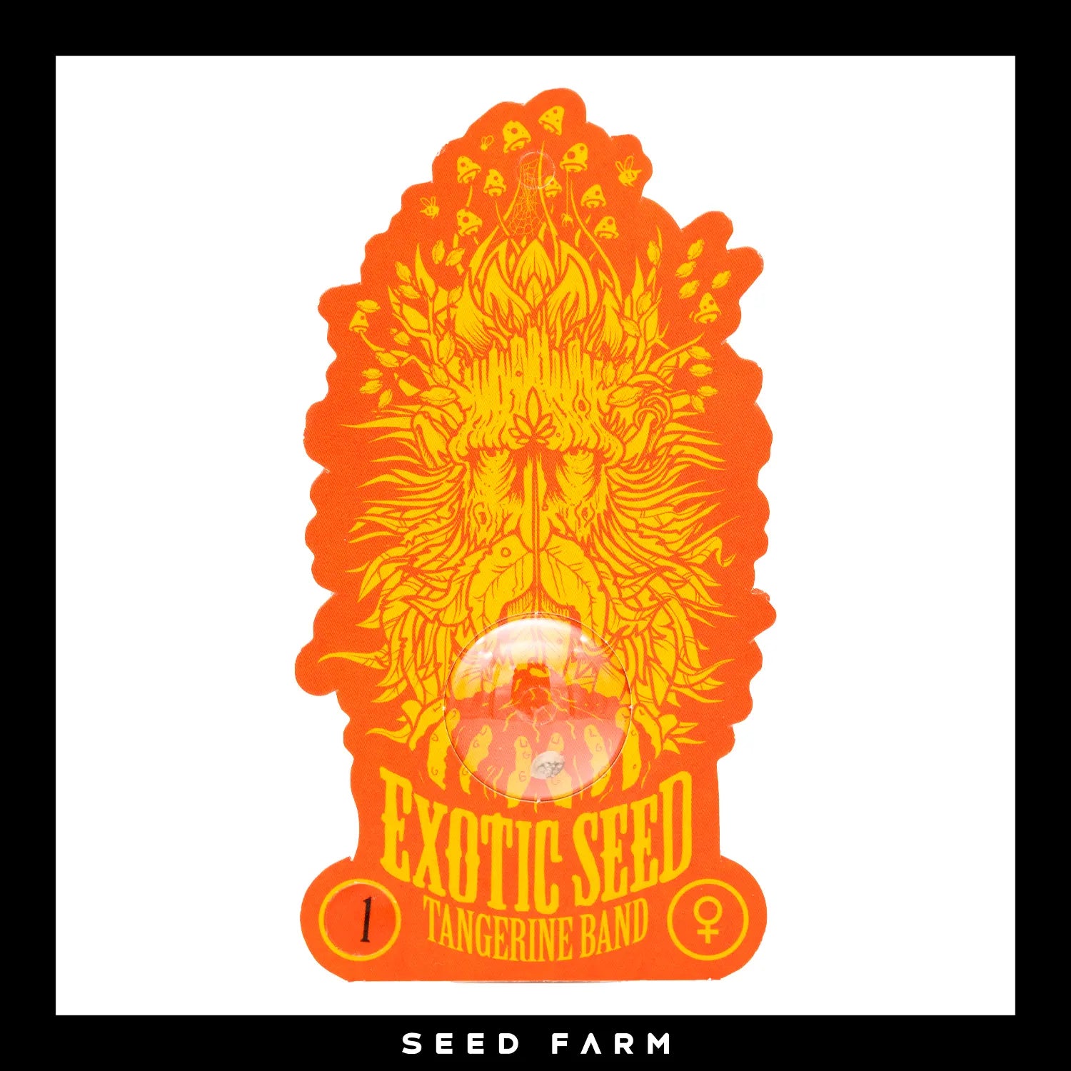 Exotic Seed Tangerine Band, feminisierte Cannabis Samen, Vorderansicht