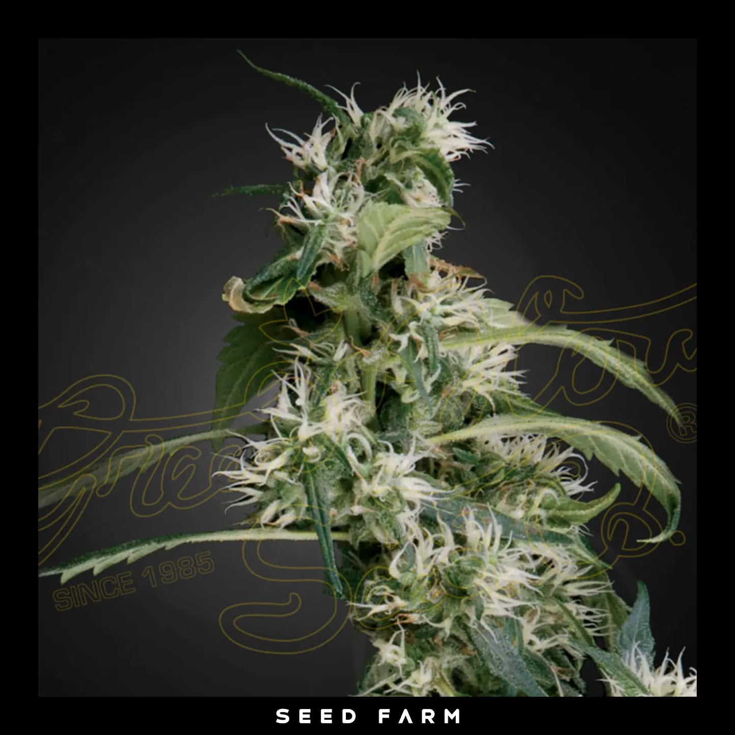 Green House Seed - MANGO HAZE aka ARJAN'S ULTRA HAZE 2 - Feminized