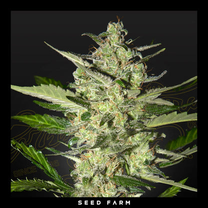 Green House Seeds, Flowerbomb Kush, feminisierte Cannabis Samen, Blüte