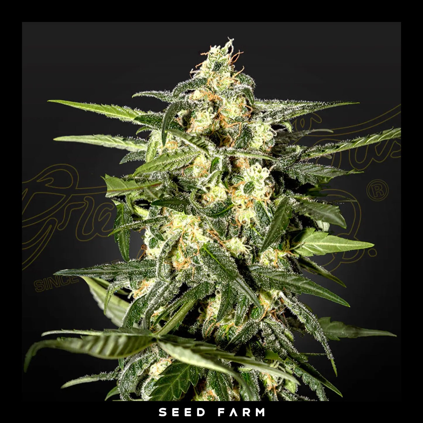 Green House Seeds, Jack Herer, automatische Cannabis Samen, Blüte