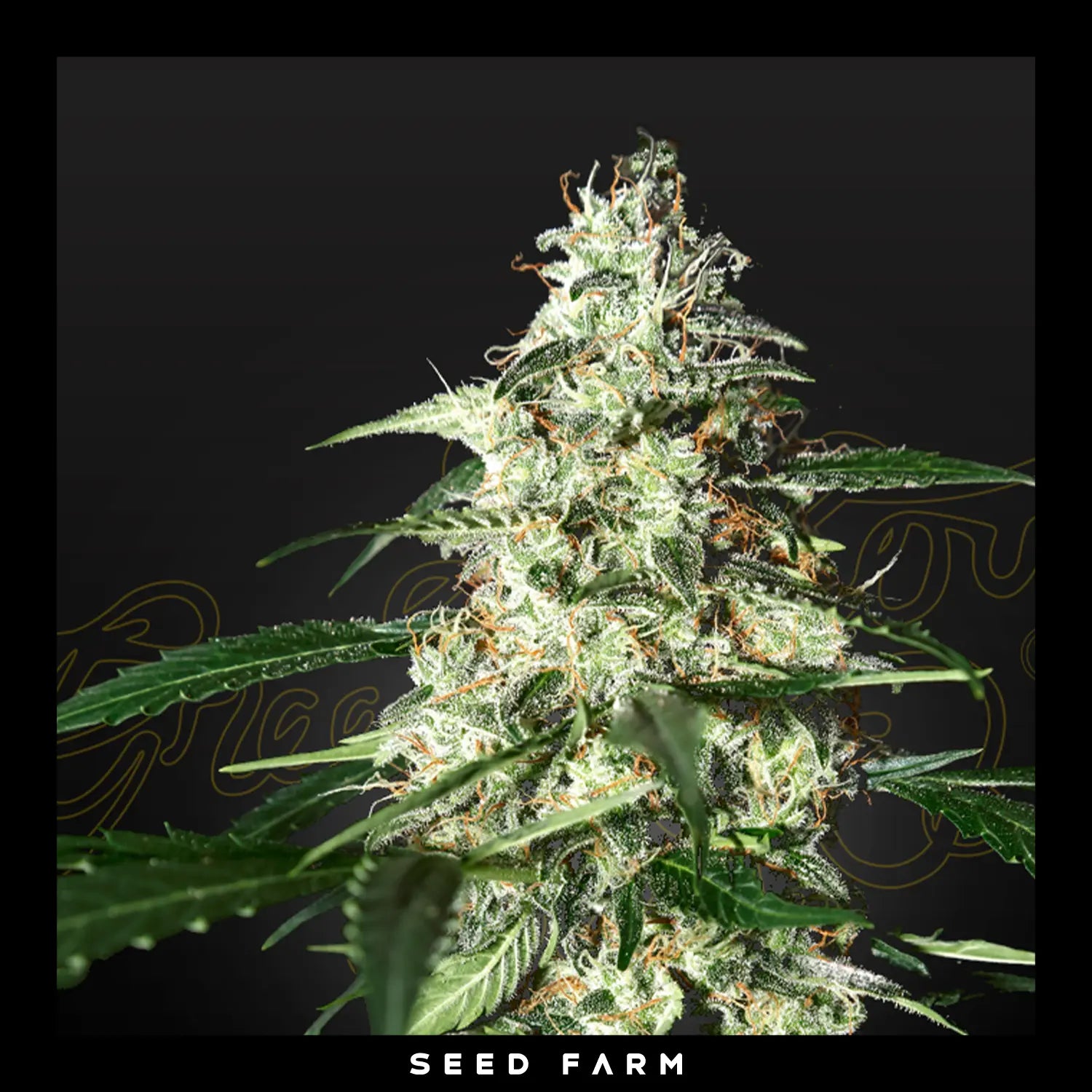 Green House Seeds, Skunk, automatische Cannabis Samen, Blüte