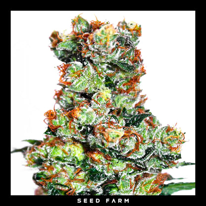 Ripper Seeds, Ripper Badazz, reguläre Cannabis Samen, Blüte