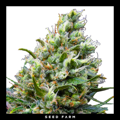 Ripper Seeds Ripper Haze feminisierte Cannabis Samen, Blüte