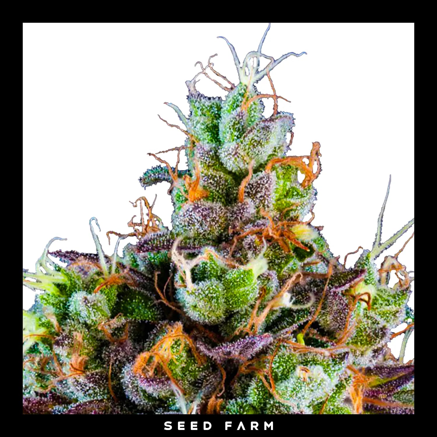 Ripper Seeds Sour Ripper automatische Cannabis Samen, Blüte