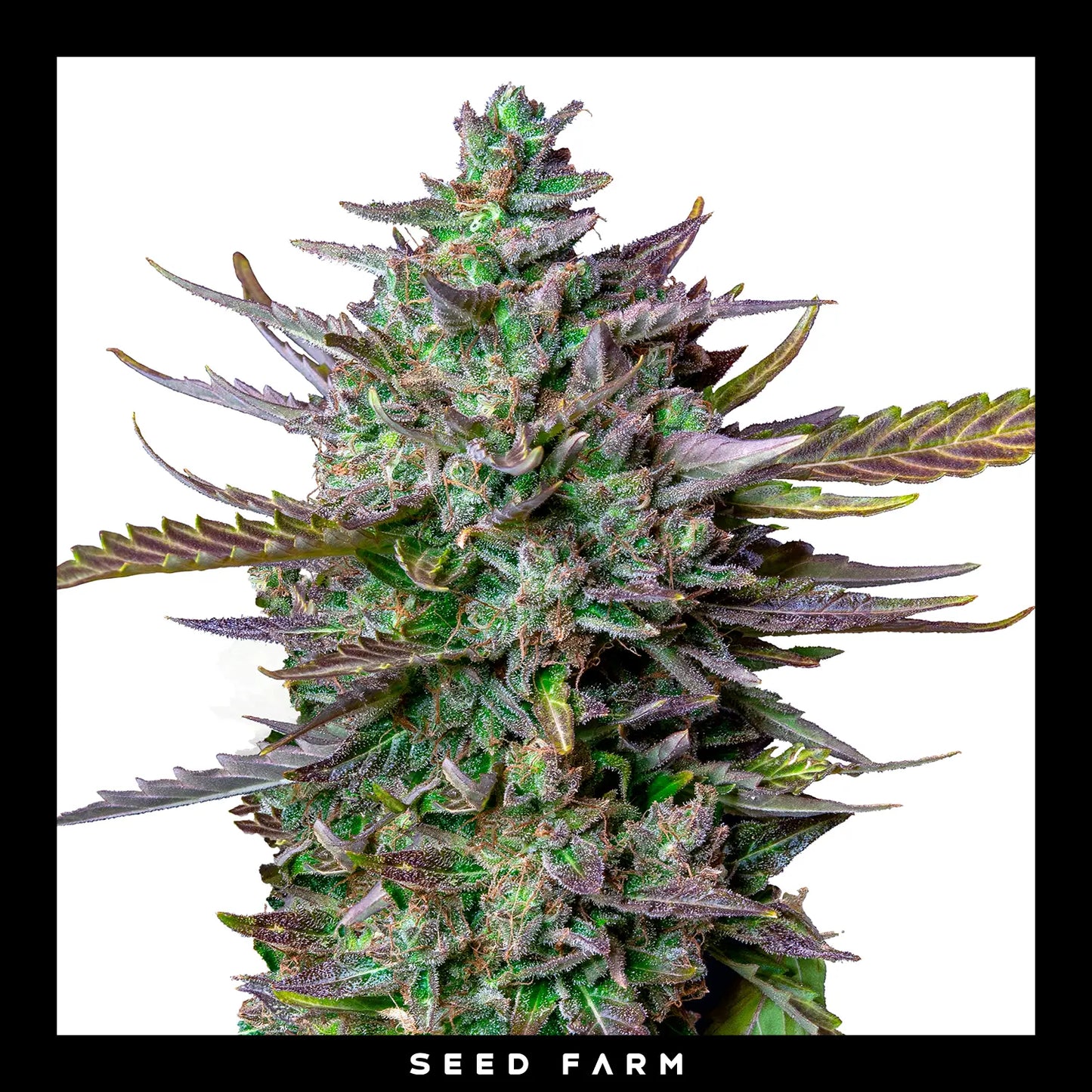 Royal Queen Seeds Blue Cheese, automatic Cannabis Samen, Blüte