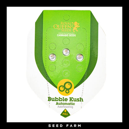 Royal Queen Seeds Bubble Kush, automatic Cannabis Samen, 3 Stück, Vorderansicht