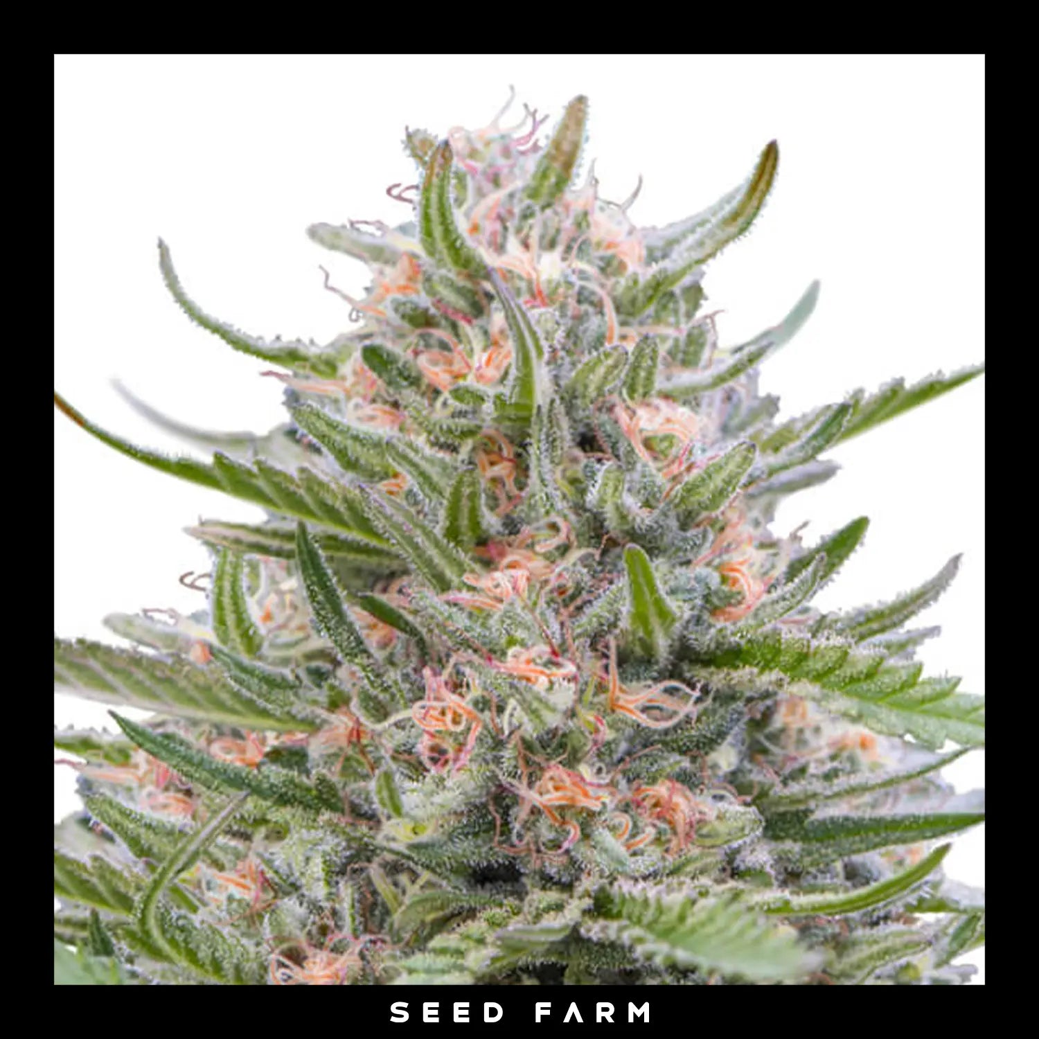 Royal Queen Seeds, Grape Ape, automatic Cannabis Samen, Blüte