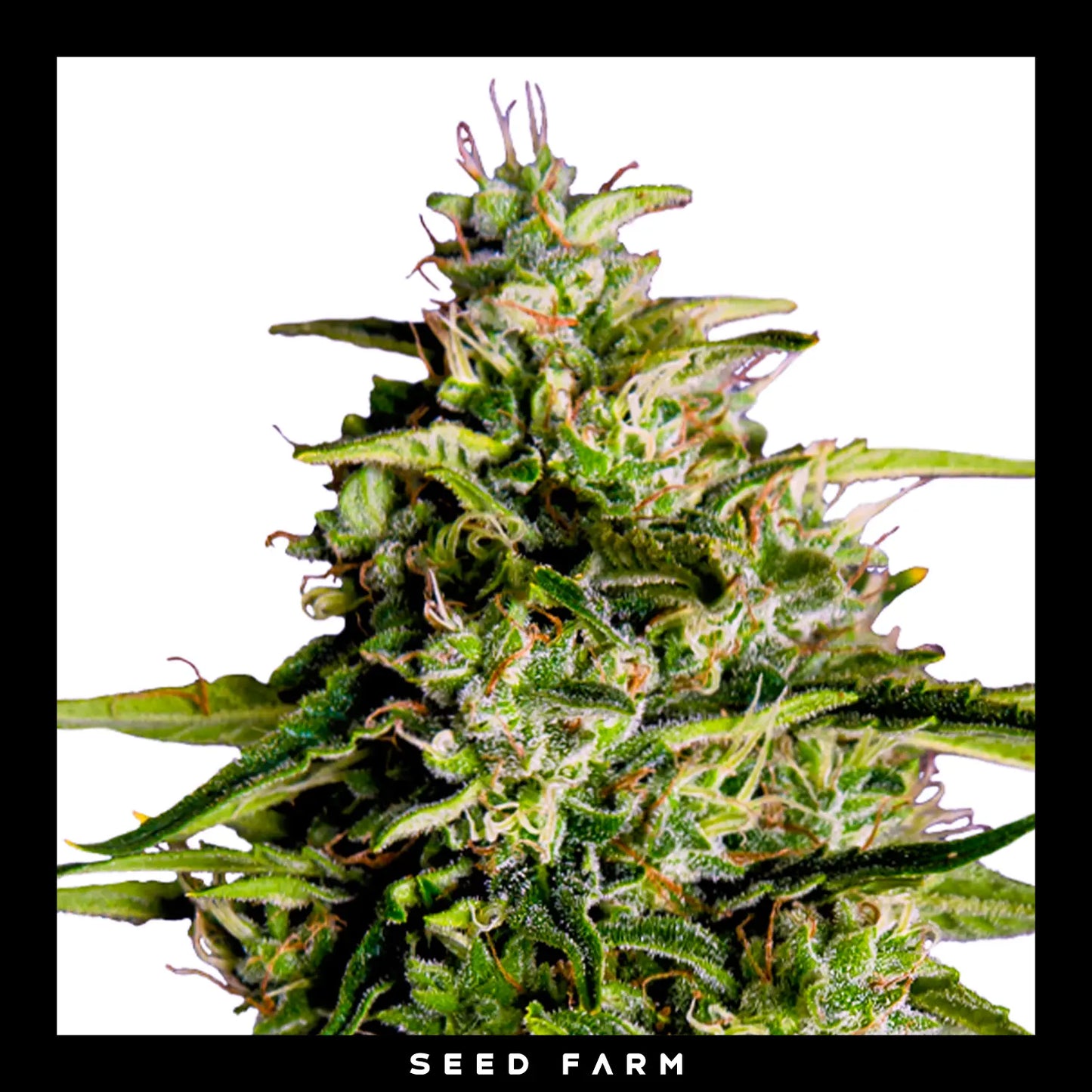 Royal Queen Seeds Milky Way F1, automatic Cannabis Samen, Blüte