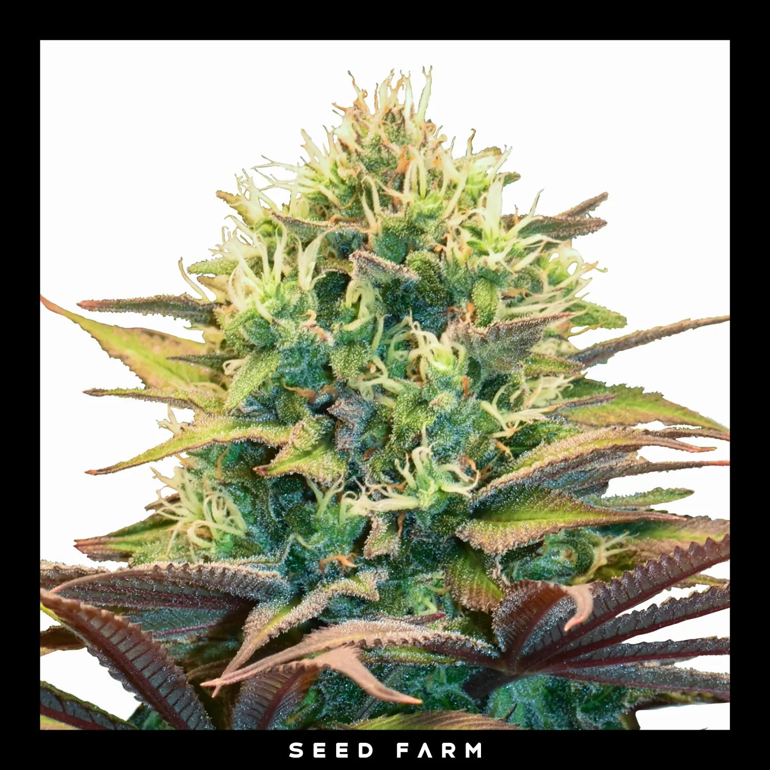 Royal Queen Seeds Pineapple Kush, feminisierte Cannabis Samen, Blüte