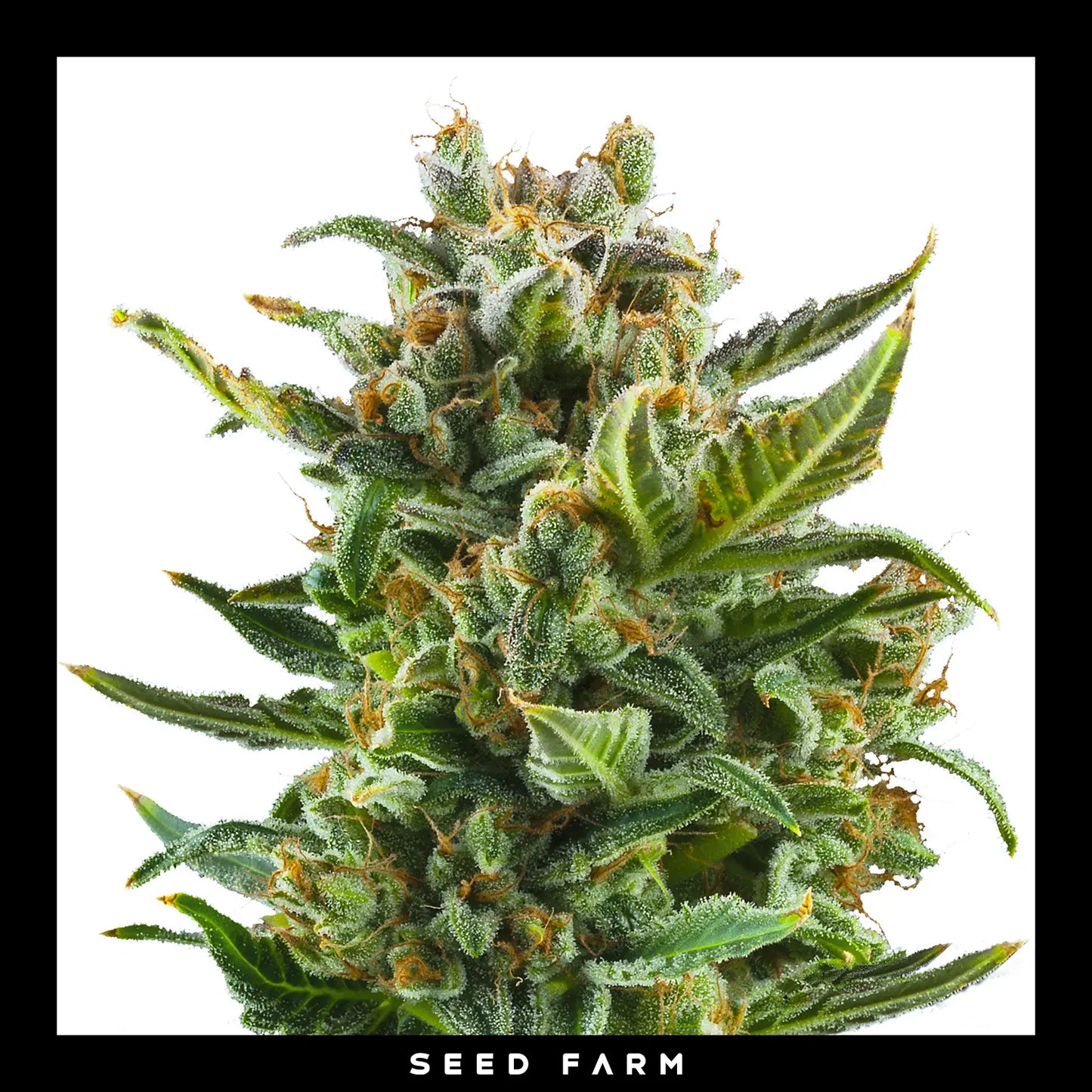 Royal Queen Seeds White Widow, automatic Cannabis Samen, Blüte