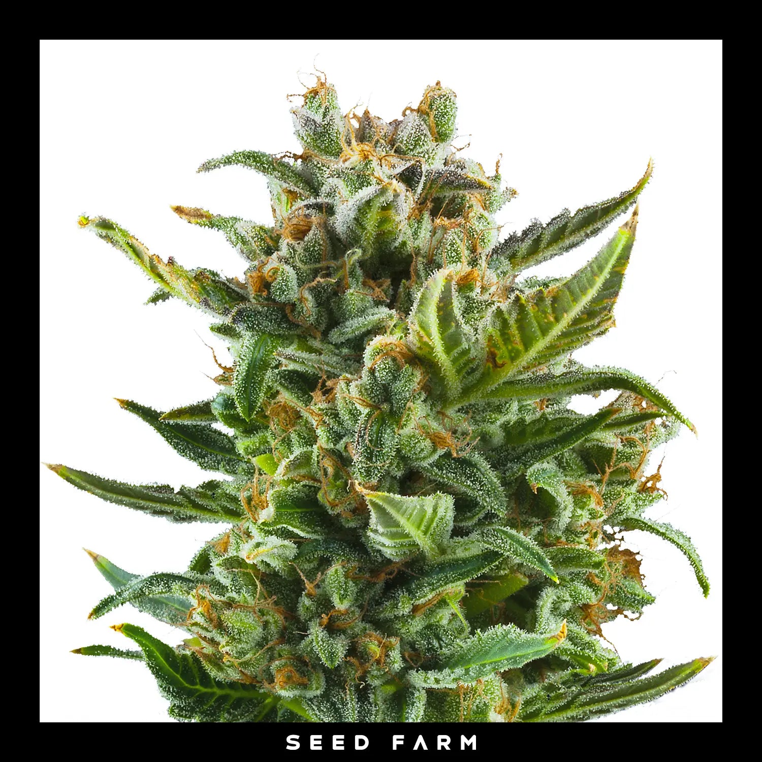 Royal Queen Seeds White Widow, automatic Cannabis Samen, Blüte