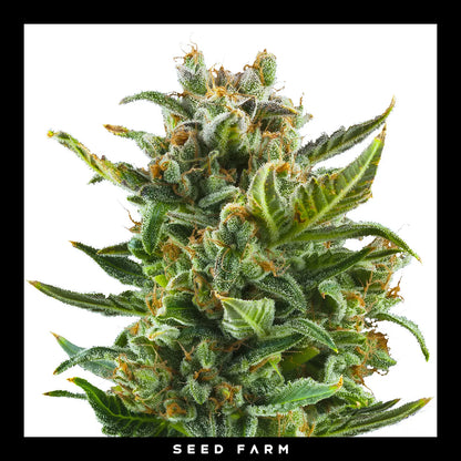 Royal Queen Seeds White Widow, automatic Cannabis Samen, Blüte