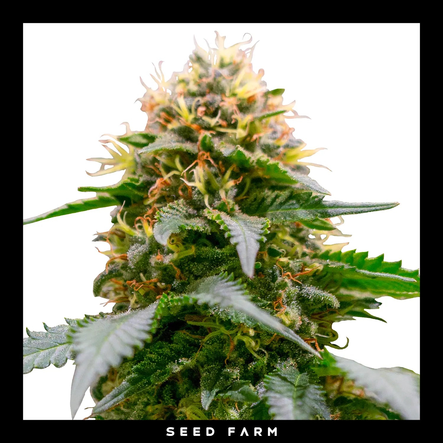 Royal Queen Seeds White Widow, regular Cannabis Samen, Blüte