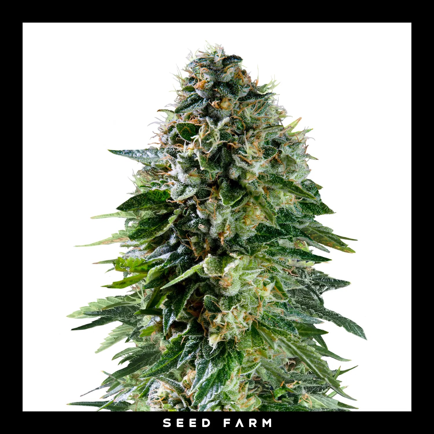 Royal Queen Seeds x Mike Tyson Corkscrew, automatic Cannabis Samen, Blüte