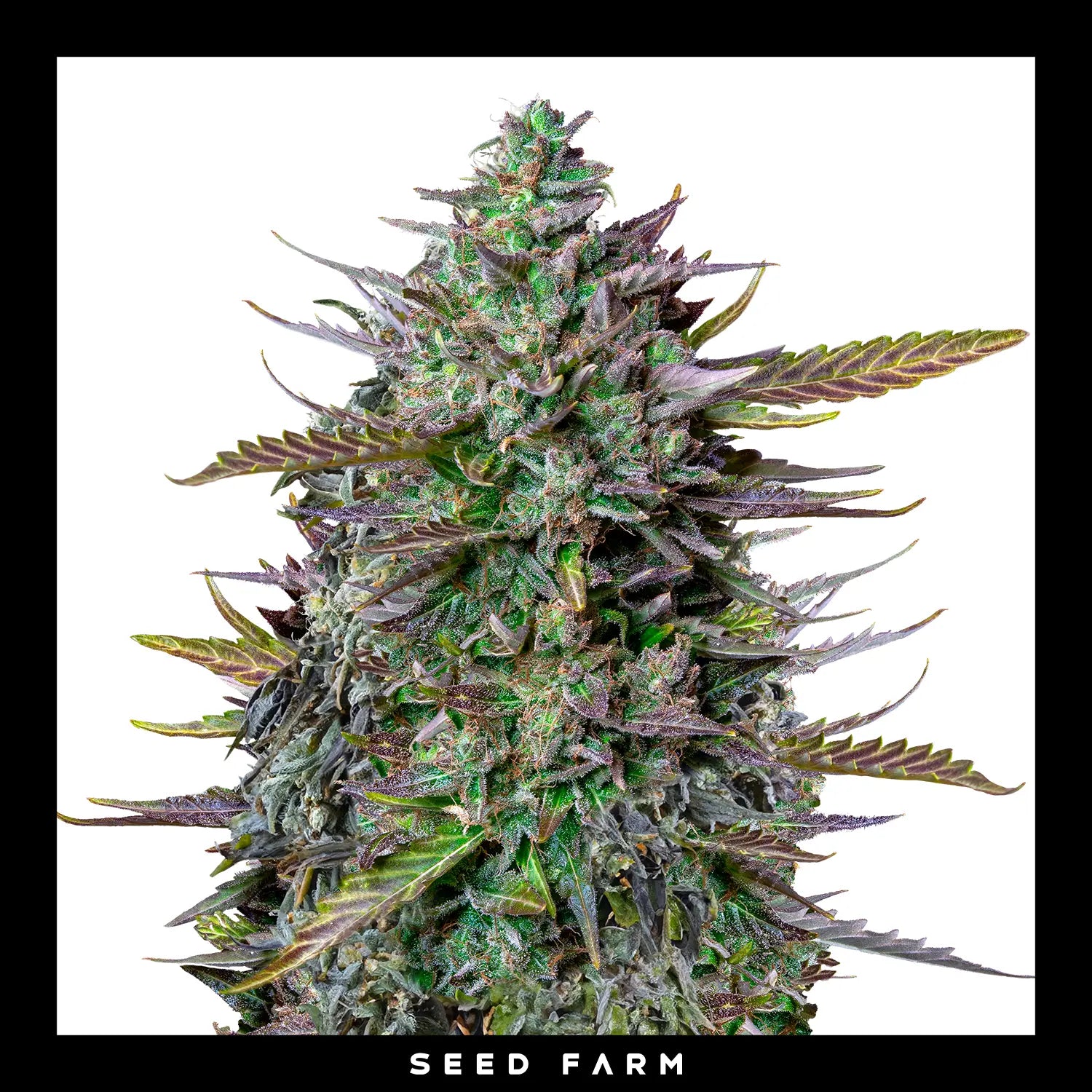 Royal Queen Seeds x Mike Tyson Goatlato, automatic Cannabis Samen, Blüte