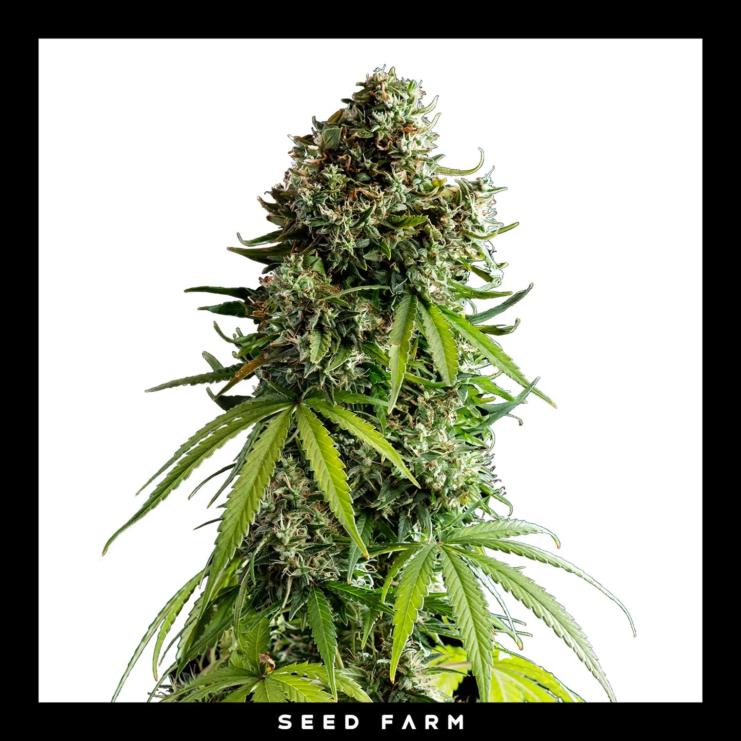 Royal Queen Seeds x Mike Tyson, New York City Sour Diesel, automatic Cannabis Samen, Blüte