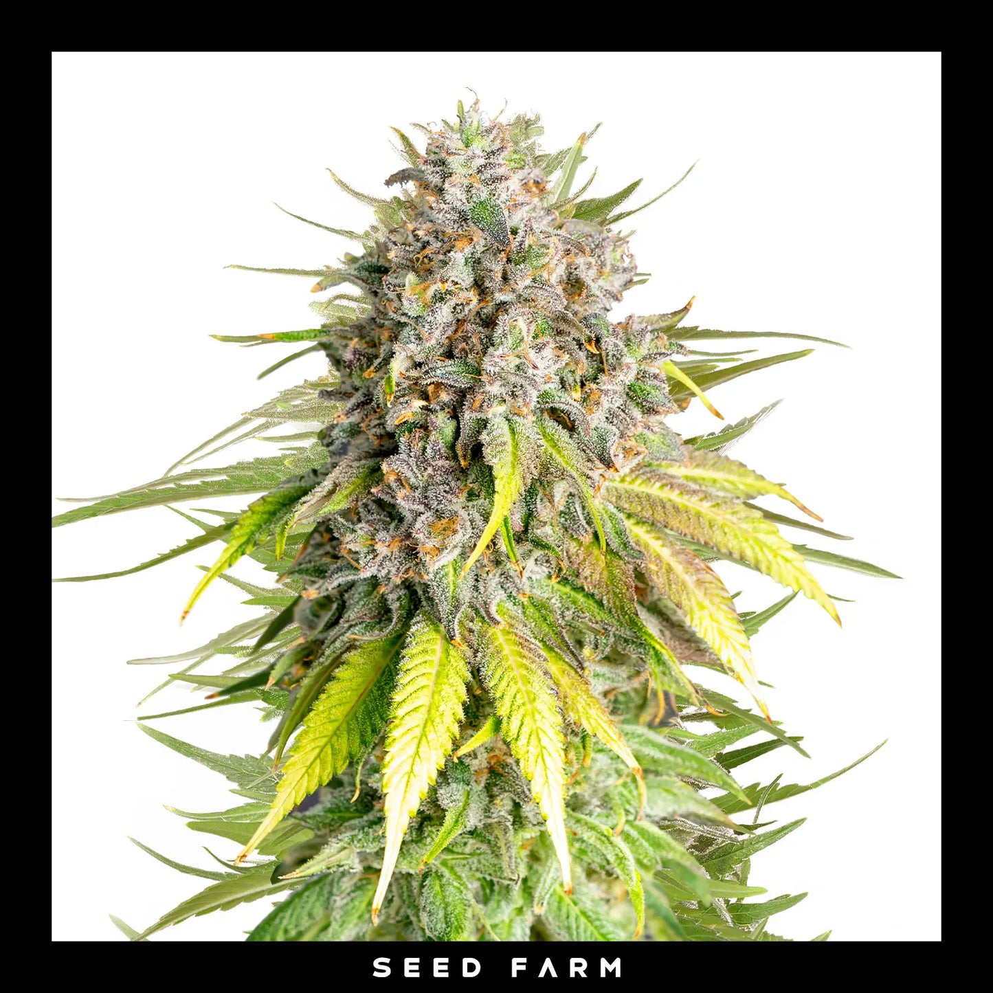 Royal Queen Seeds x Mike TysonPunch Pie, feminisierte Cannabis Samen, Blüte