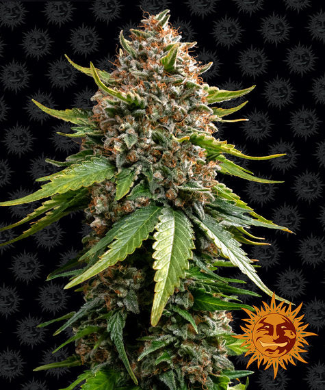 Barney's Farm - WHITE WIDOW XXL - Automatic