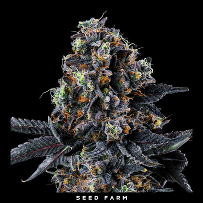 Wizard Trees White Soho, Runtz Collection, feminisierte Cannabis Samen, 6 Stück, Blüte